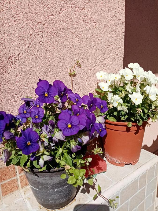 Milica Apartmani Vrdnik Exteriér fotografie