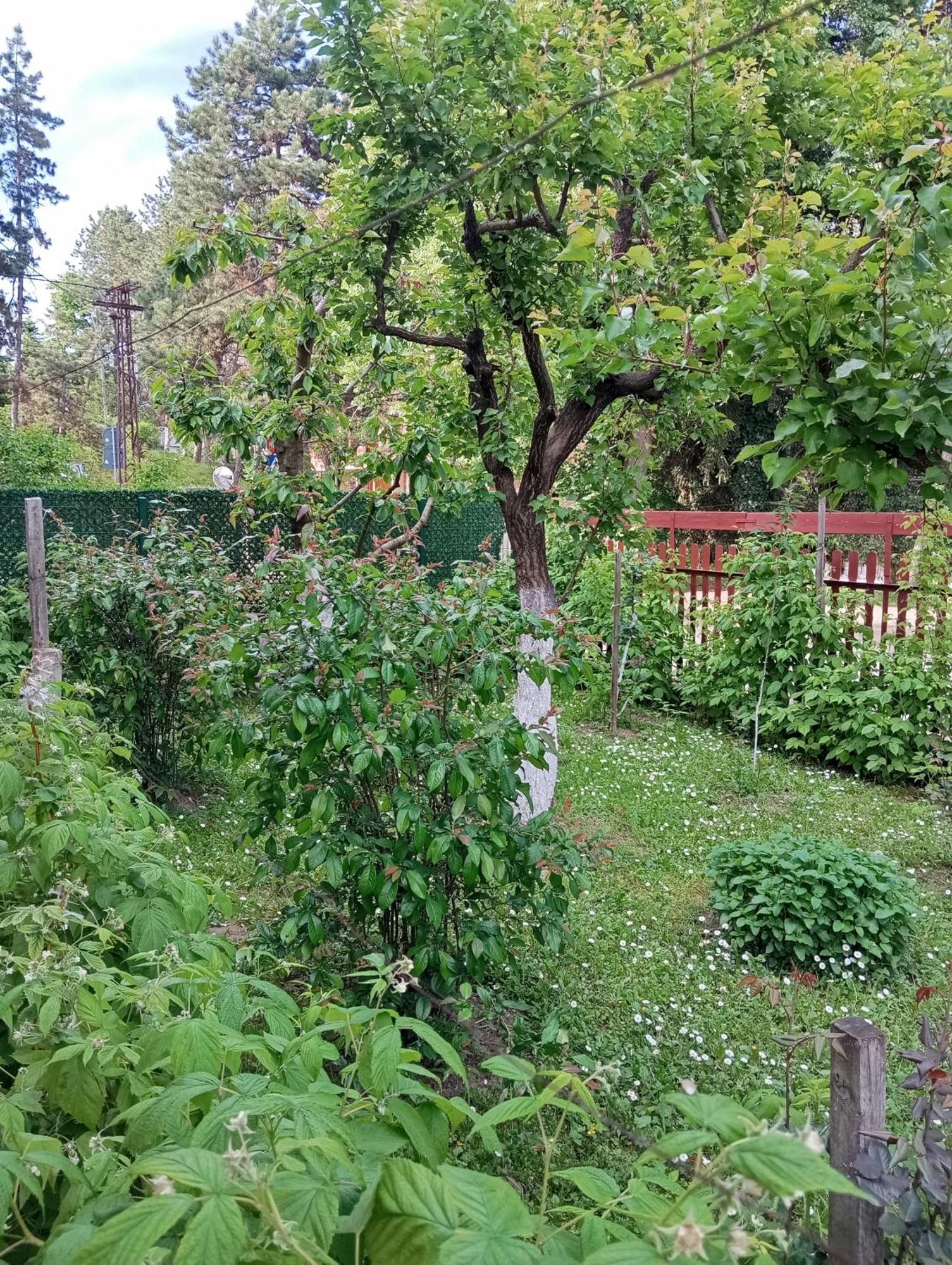 Milica Apartmani Vrdnik Exteriér fotografie